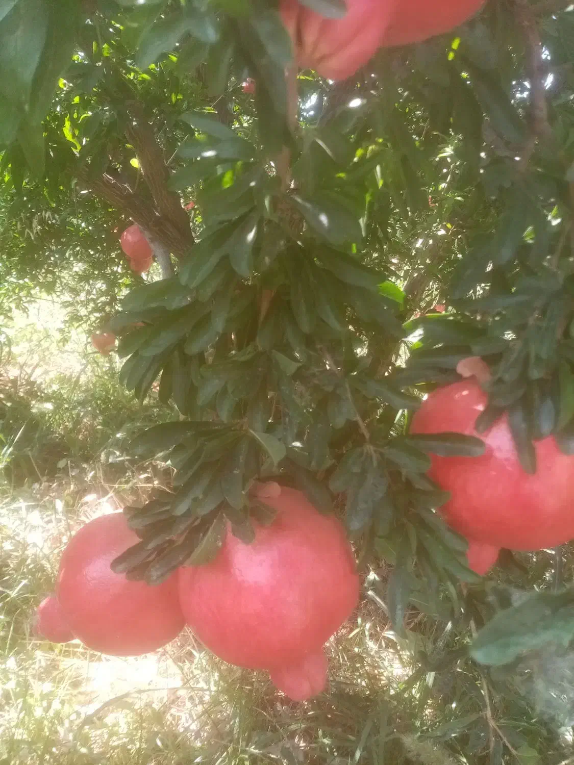 انار درجه یک|خوردنی و آشامیدنی|شیراز, تندگویان|دیوار