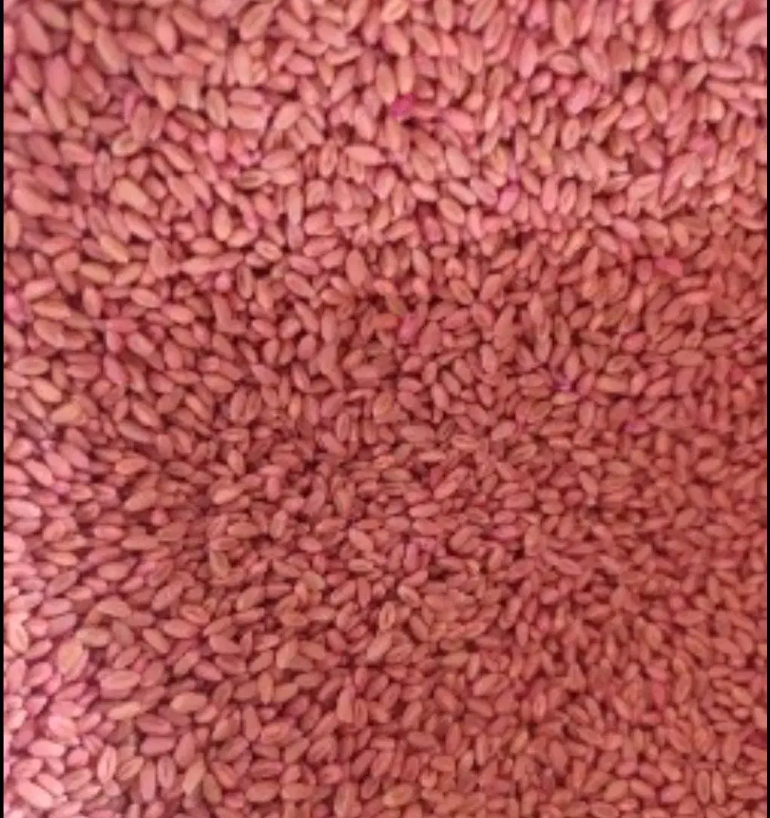 گندم بوجاری شده ۴ کیسه|حراج|زنجانرود, |دیوار