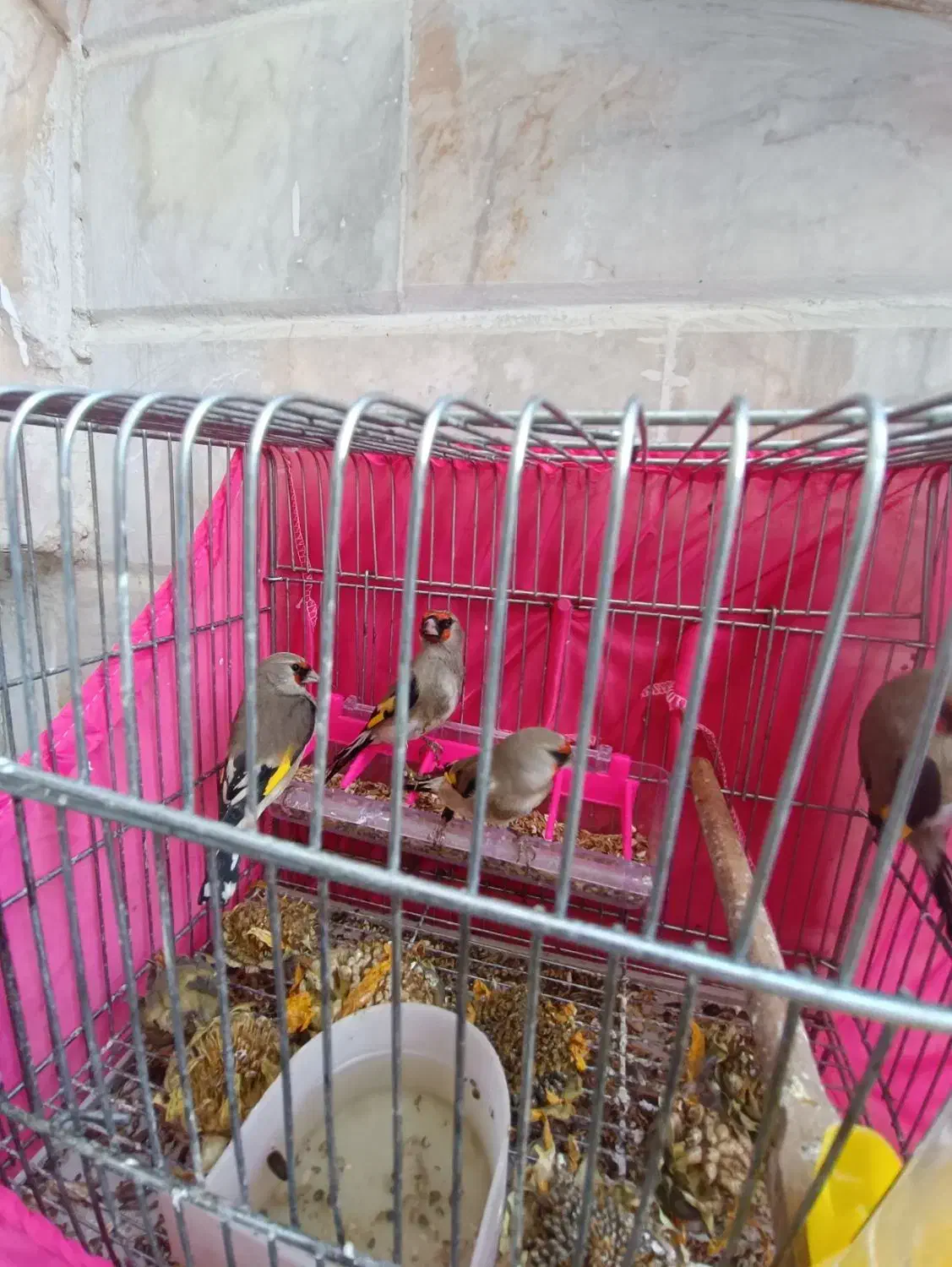 سهره نر کرمونی|پرنده|تربت‌حیدریه, قائم|دیوار