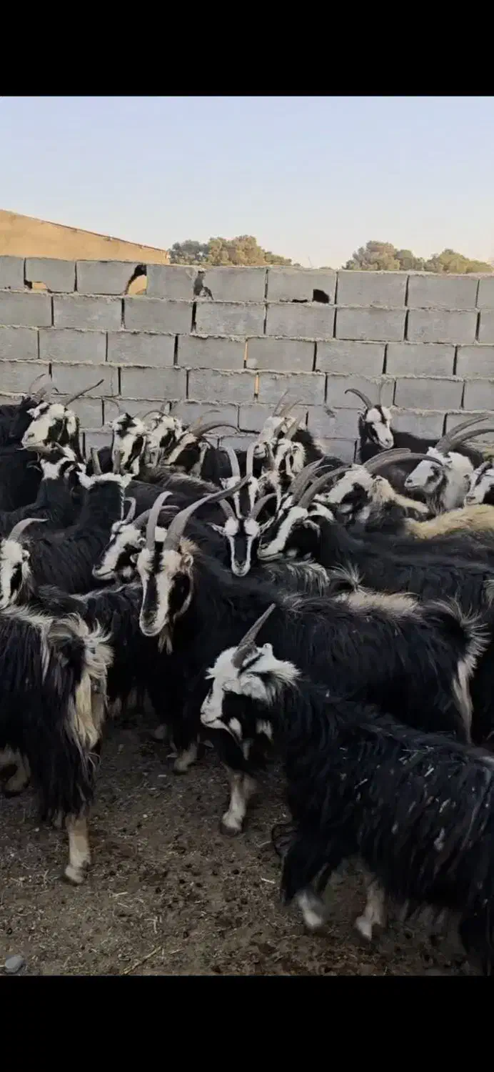 ۴۵راس بز خلج|حیوانات مزرعه|پیشوا, |دیوار