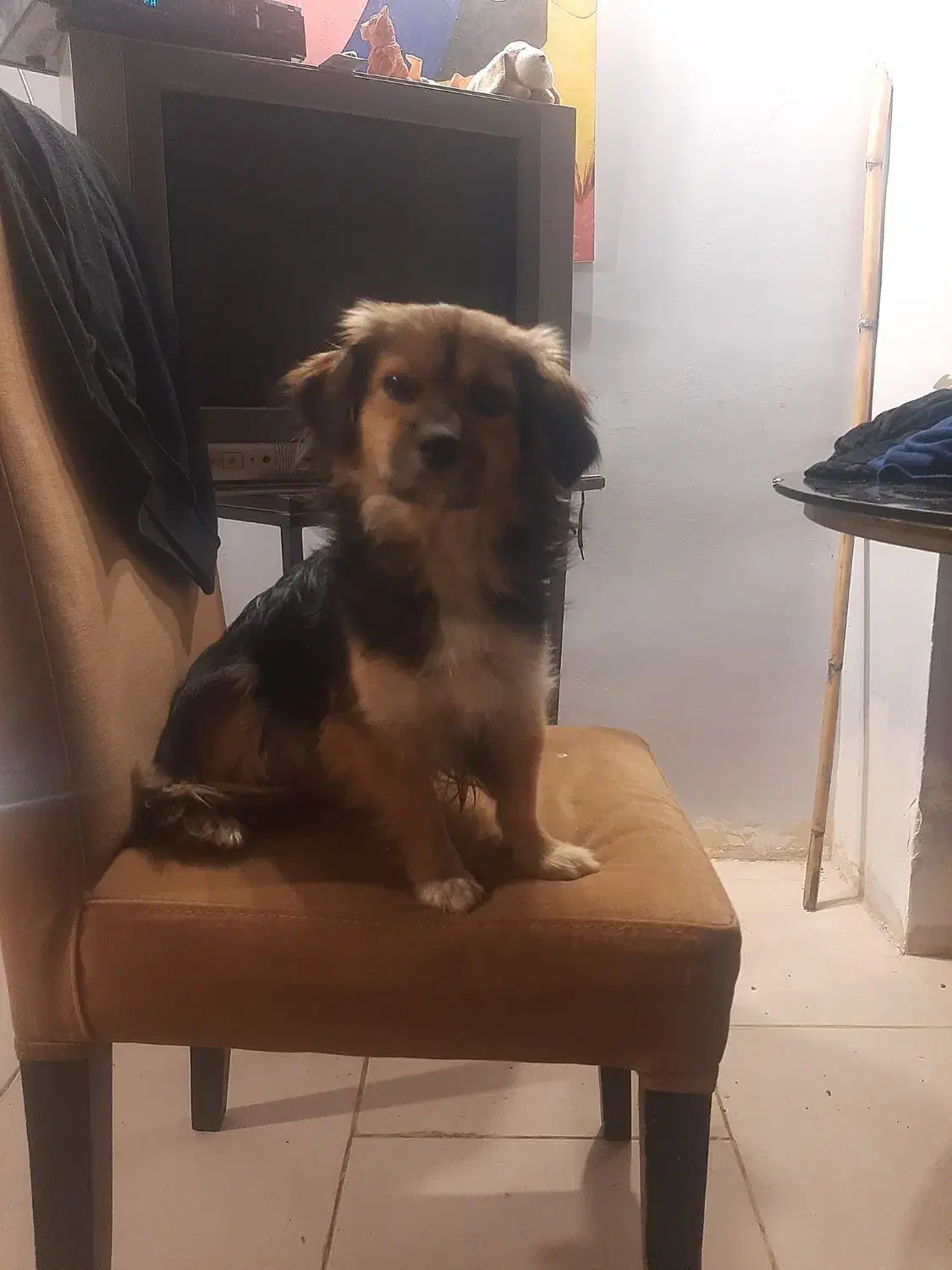 سگ پاکوتاه شیرده پیدا شده|سگ|رشت, حمیدیان|دیوار