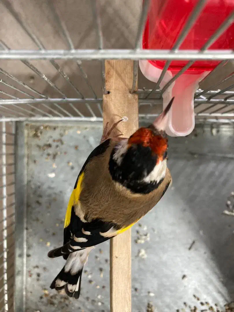 سهره رسمی گل بلند قرص قرص|پرنده|ری, صفاییه (چشمه علی)|دیوار