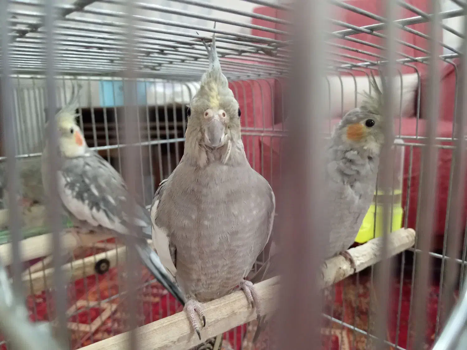 یک جفت عروس هلندی به همراه یک جوجه|پرنده|مشهد, جانباز|دیوار