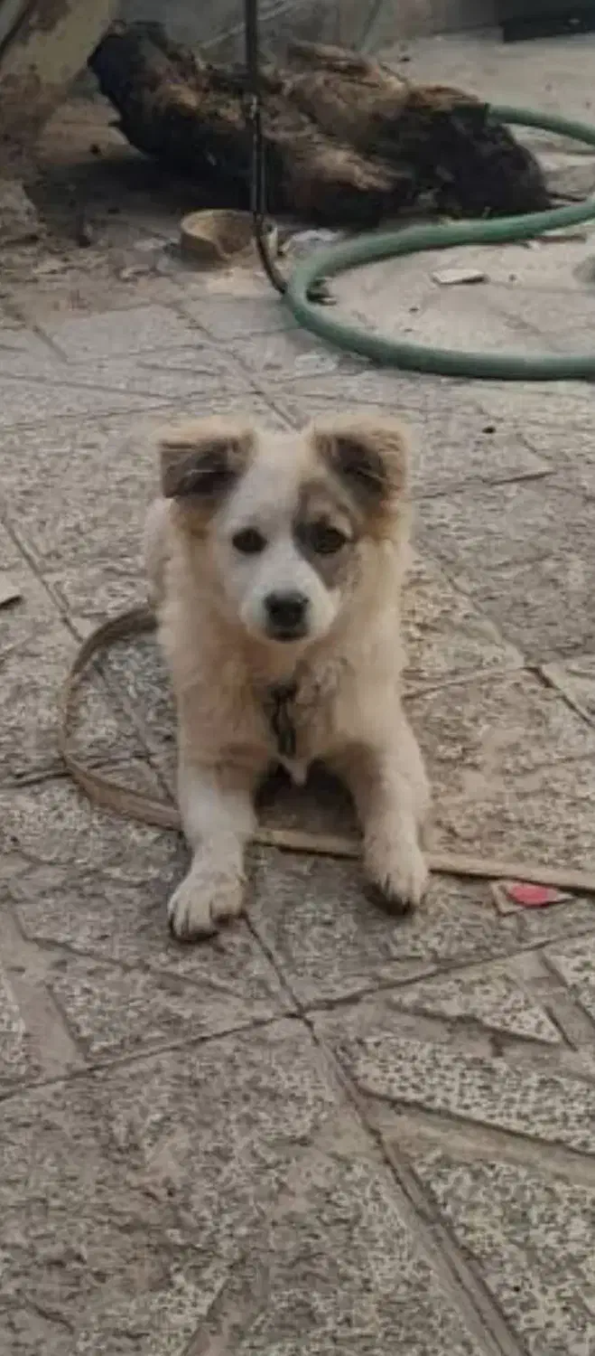 گم شده|حیوانات|اصفهان, دنارت|دیوار