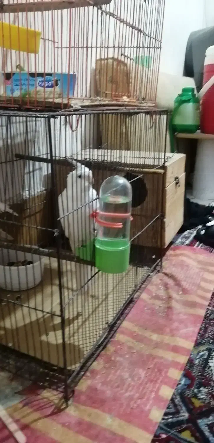 عروس هلندی|پرنده|آبادان, |دیوار