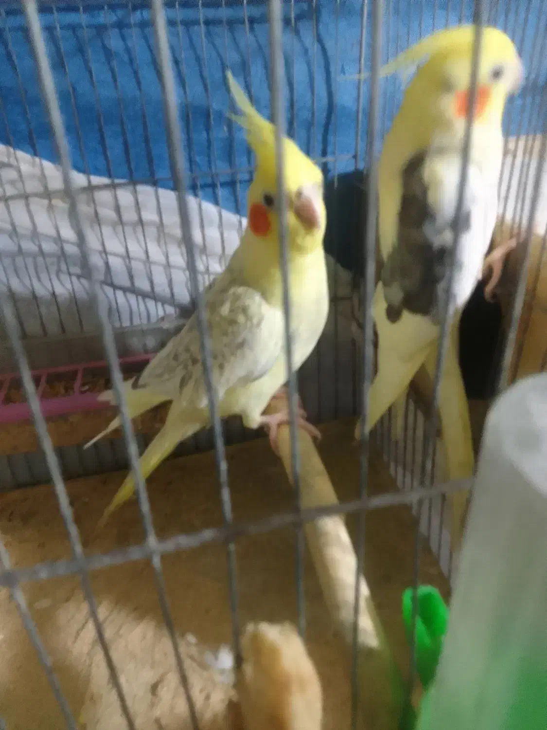 عروس هندی|پرنده|رشت, دیانتی|دیوار