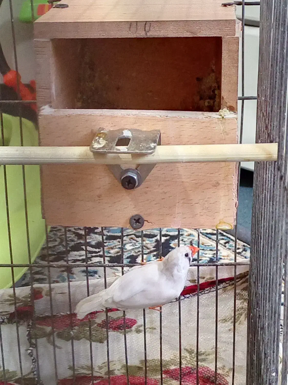 فنچ|پرنده|بهارستان, |دیوار