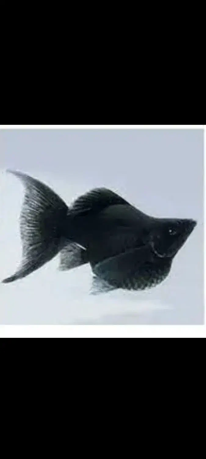 ماهی مولی انواع نژاد دم عقربی باله بادبانی خال دار|ماهی|مشهد, شفا|دیوار