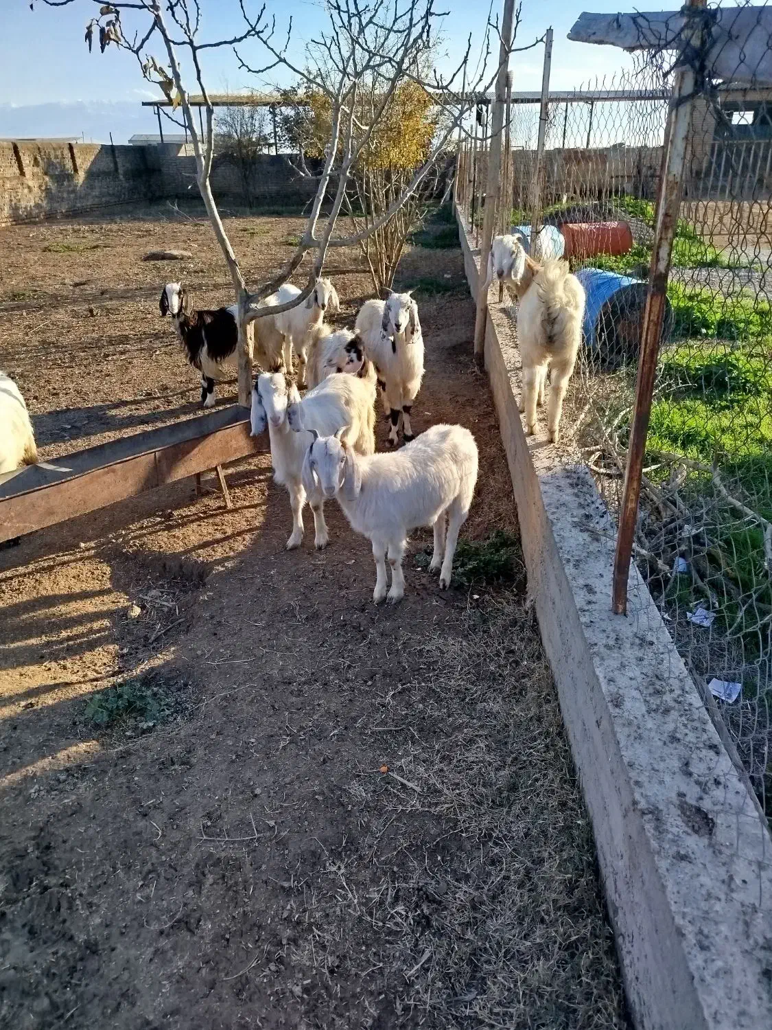 بزغاله در حیوانات مزرعه|حیوانات مزرعه|سیمین شهر, |دیوار