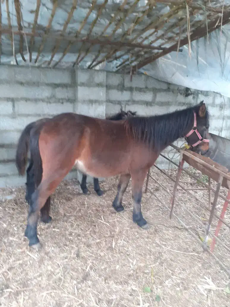 اسب فروشی به علت کمبود جا|اسب و تجهیزات اسب‌سواری|تنکابن, |دیوار