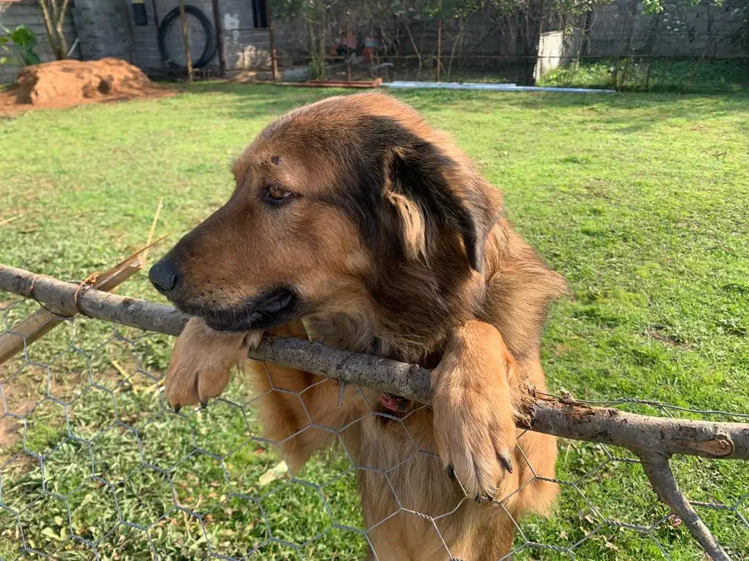 واگذاری سگ نگهبان|سگ|لاهیجان, لیالستان|دیوار