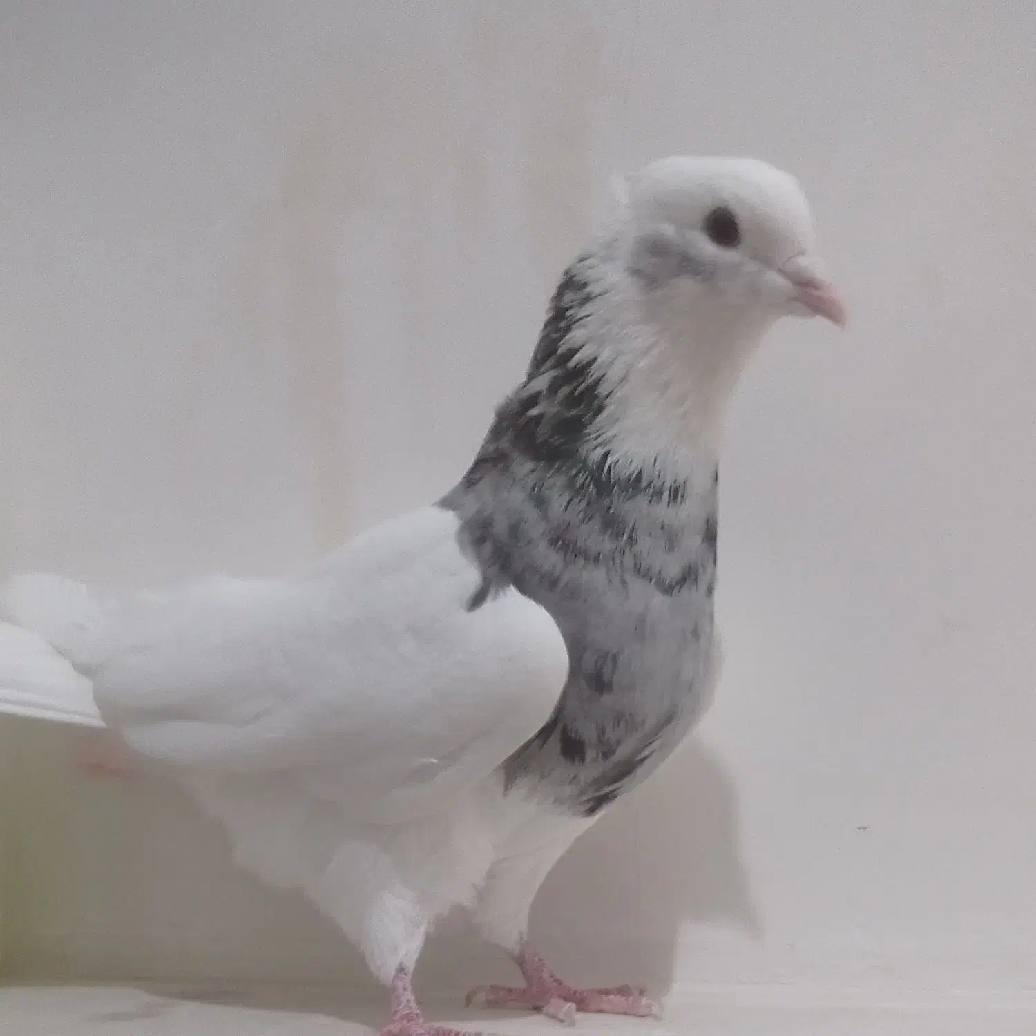 طوقی نر|پرنده|عجب شیر, |دیوار