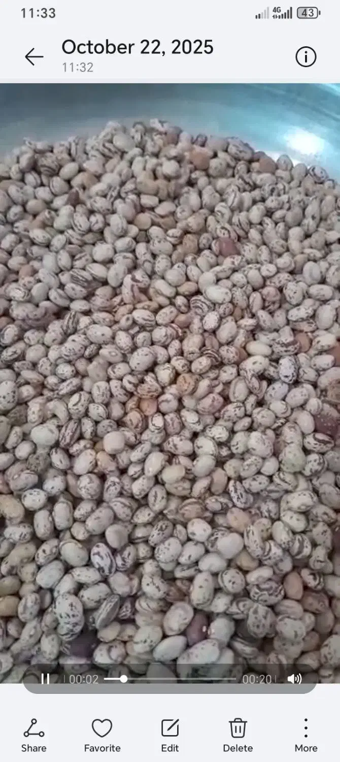 لوبیا چیتی سرحدی|عمدهفروشی|شیراز, باجگاه|دیوار