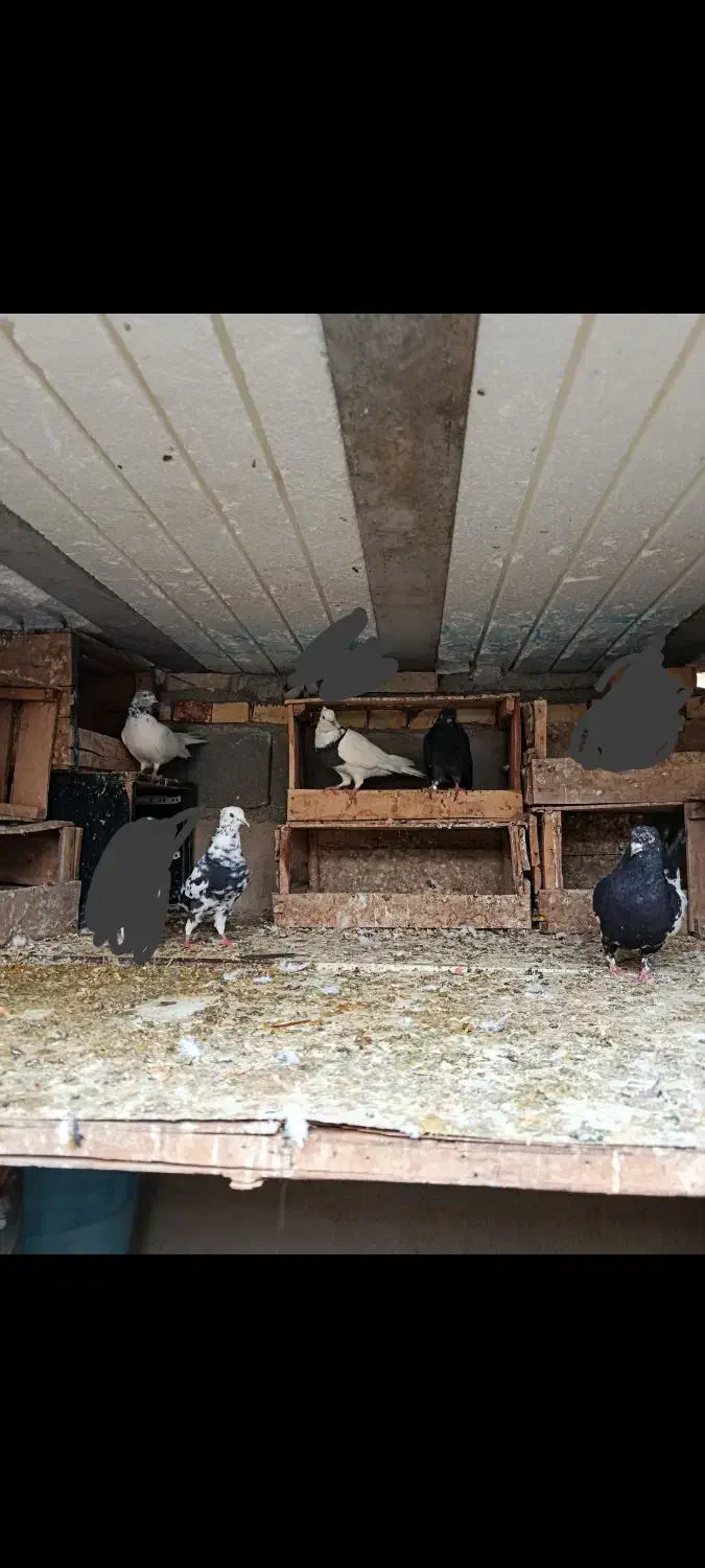 ماهشهر شهرک مدنی|پرنده|بندر ماهشهر, |دیوار