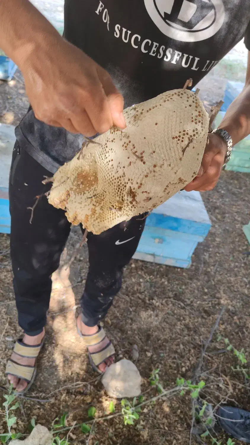 سرچوب|گل و گیاه طبیعی|کازرون, |دیوار