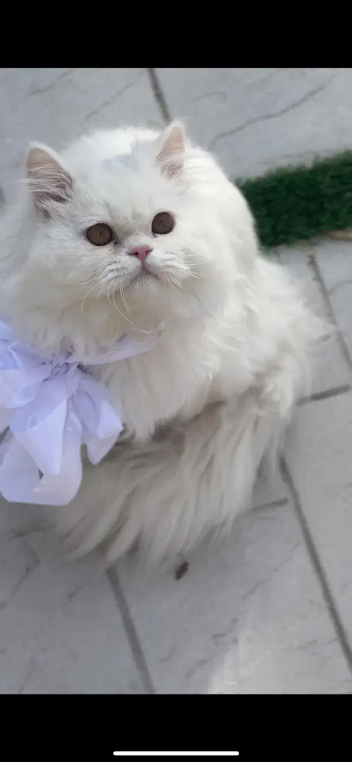 فروش  ۲ عدد گربه خانگی|گربه|تبریز, |دیوار