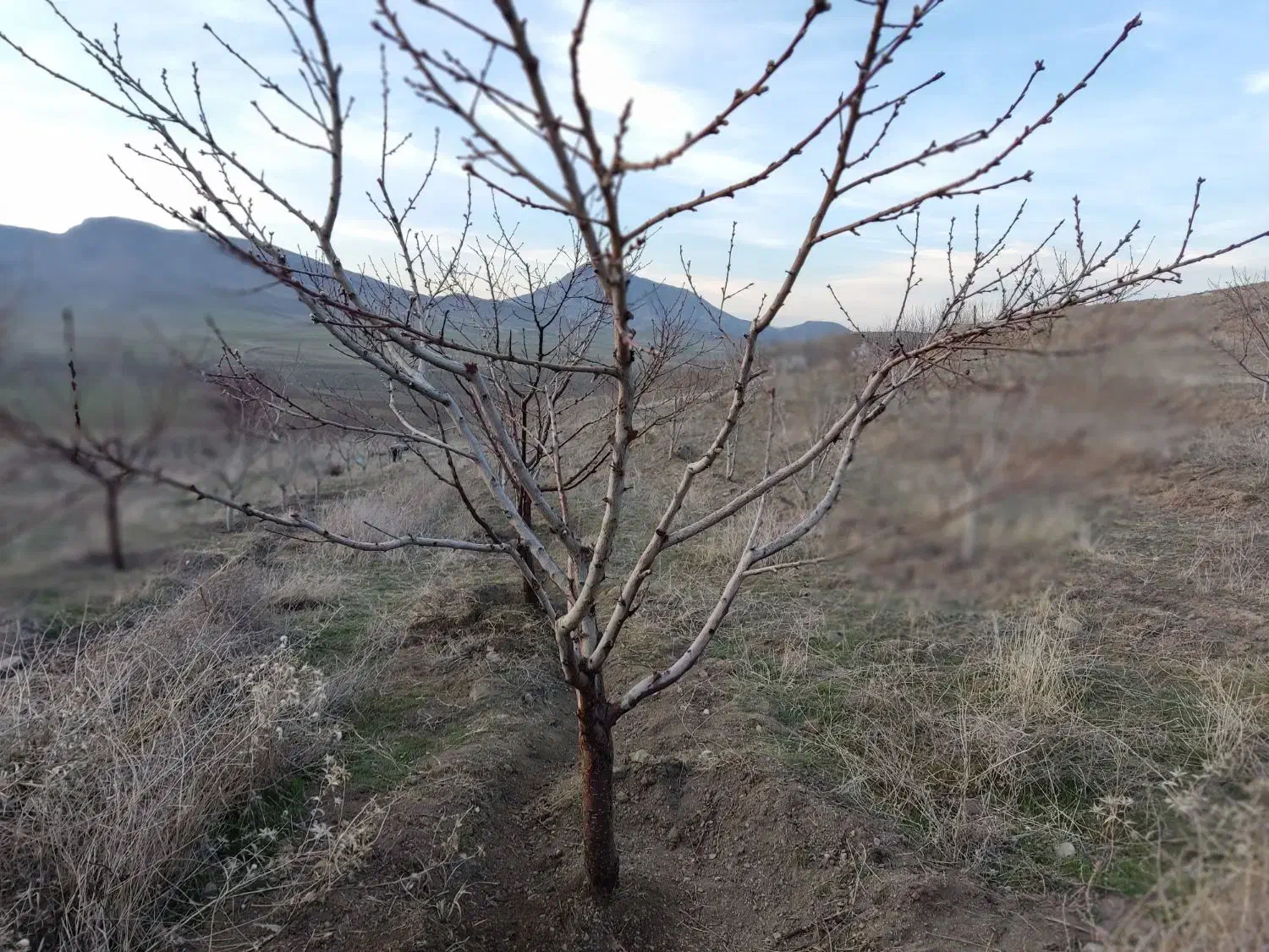 خدمات مهندسی باغبانی|خدمات باغبانی و درختکاری|اردبیل, |دیوار