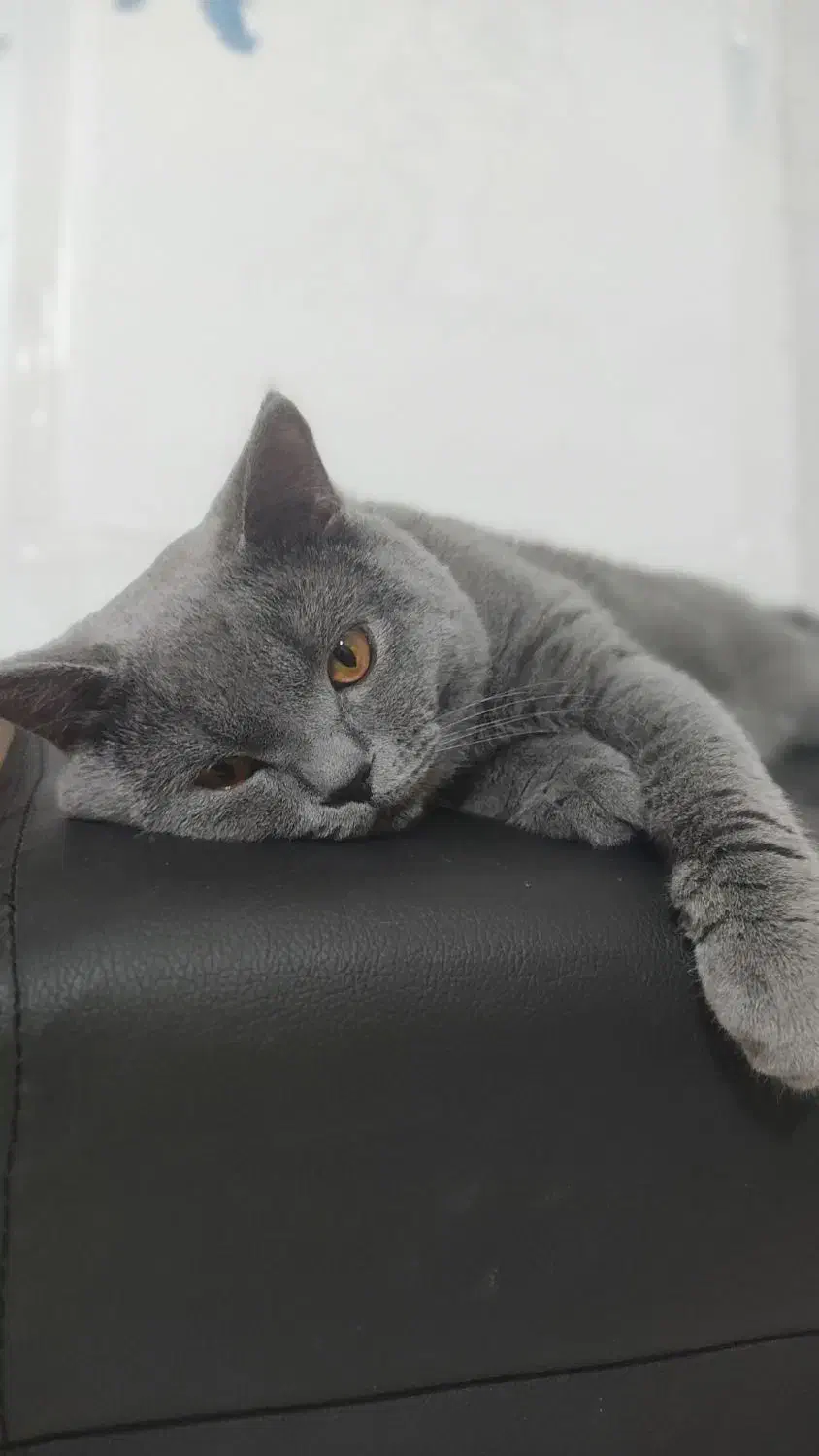 گربه بریتیش نر بالغ آماده جفت گیری|گربه|قزوین, |دیوار