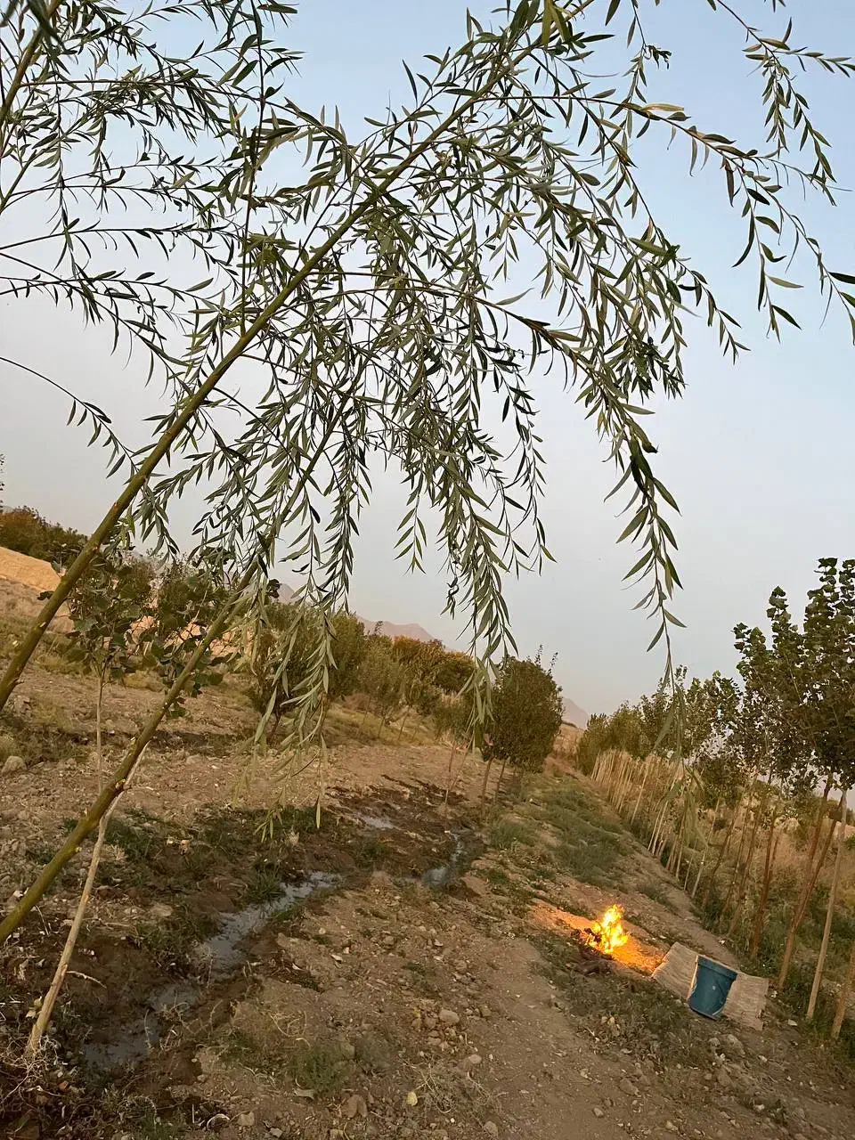 فروش باغ و زمین کشاورزی نزدیک شهر|فروش دفتر صنعتی، کشاورزی، تجاری|ملایر, |دیوار