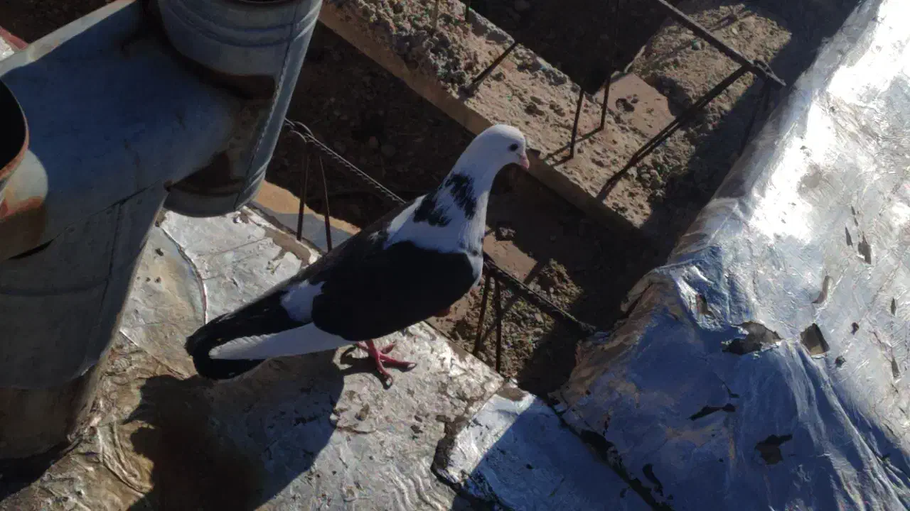 معاوضه با ماده|پرنده|ماهنشان, |دیوار