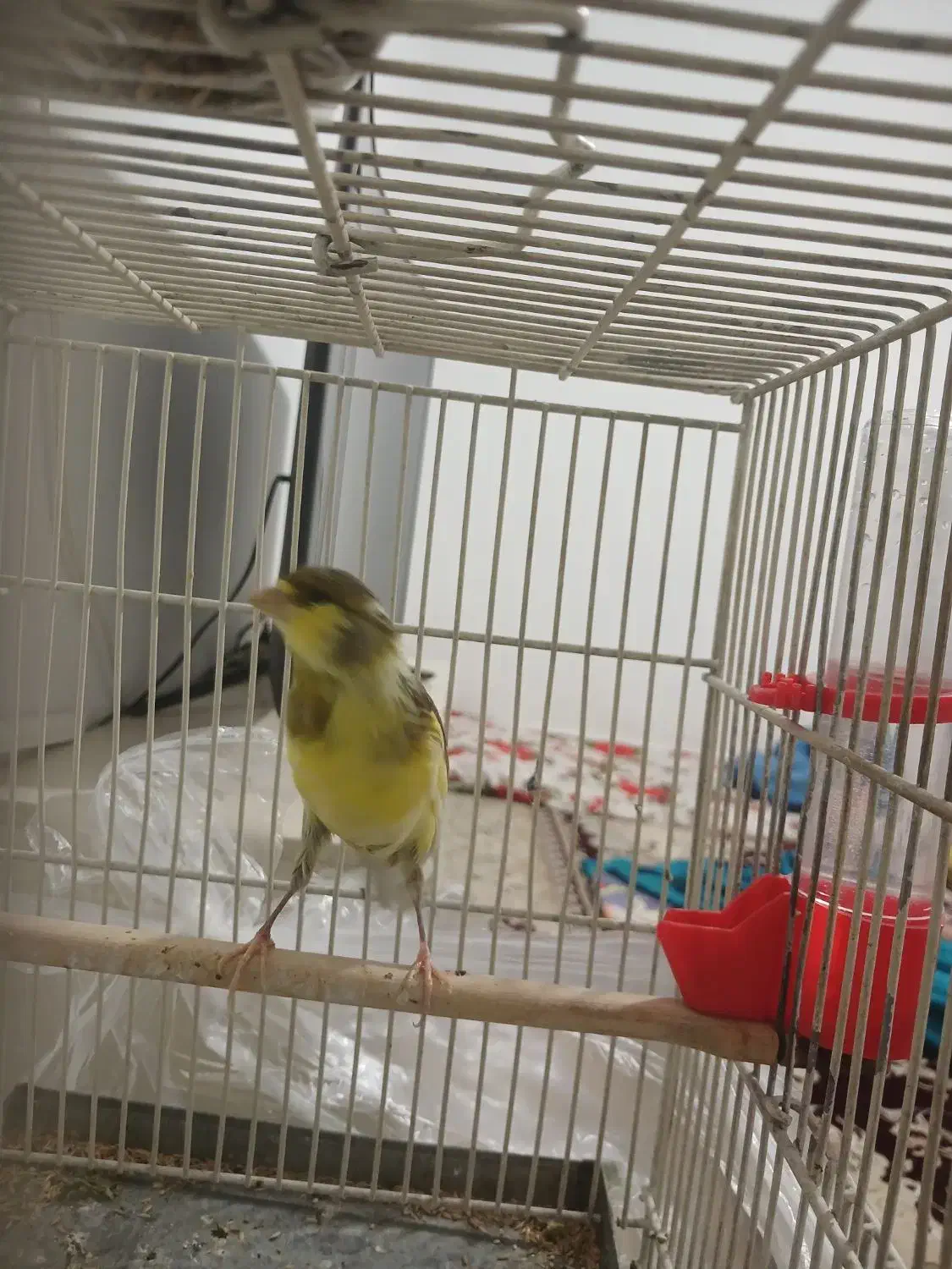 قناری ماده|پرنده|نسیم‌شهر, |دیوار