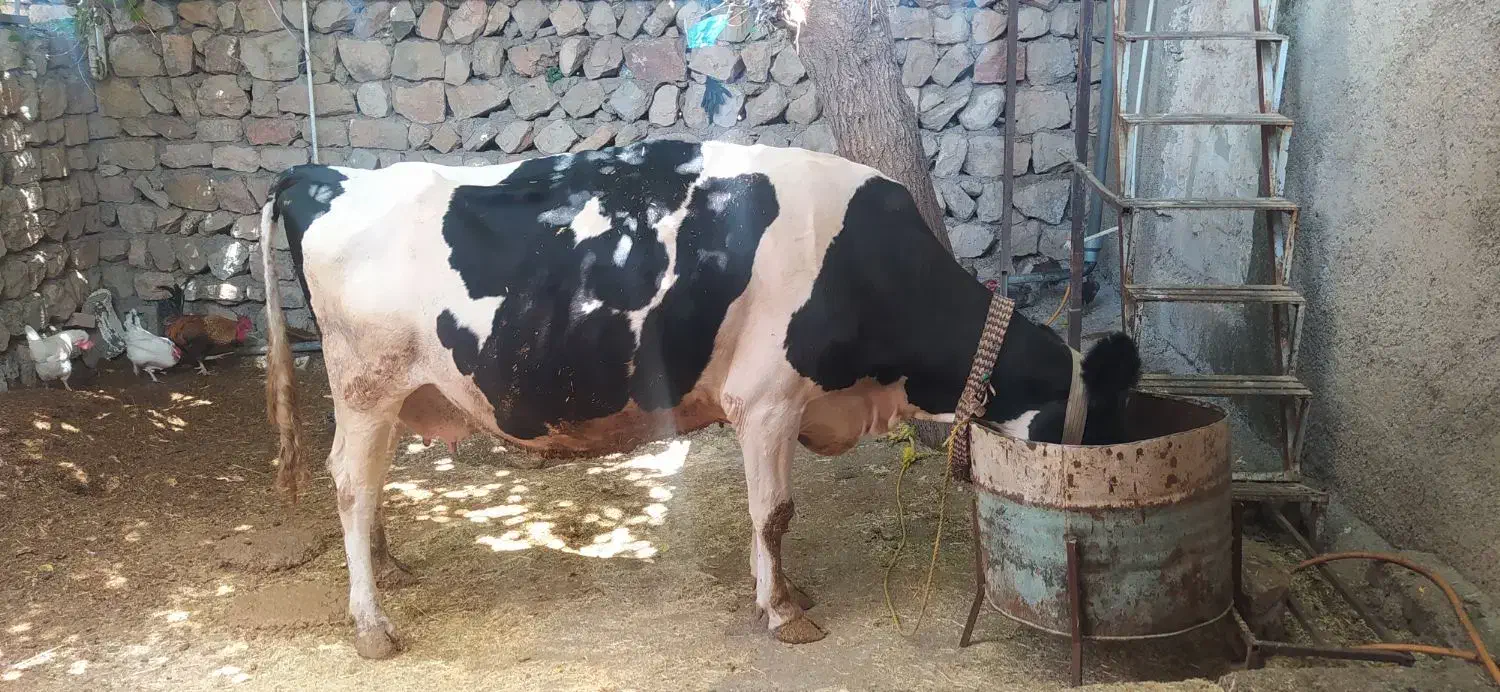 گاوو گوساله درجه یک|حیوانات مزرعه|سیروان, |دیوار