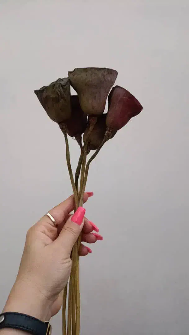 گل خشک|گل و گیاه طبیعی|تهران, شکیبا|دیوار