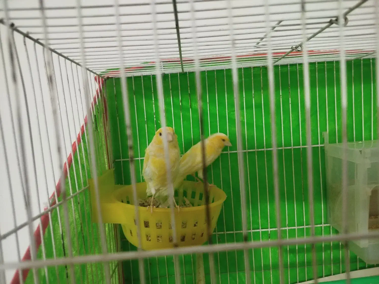 قناری جفت|پرنده|مشهد, شهید قربانی|دیوار