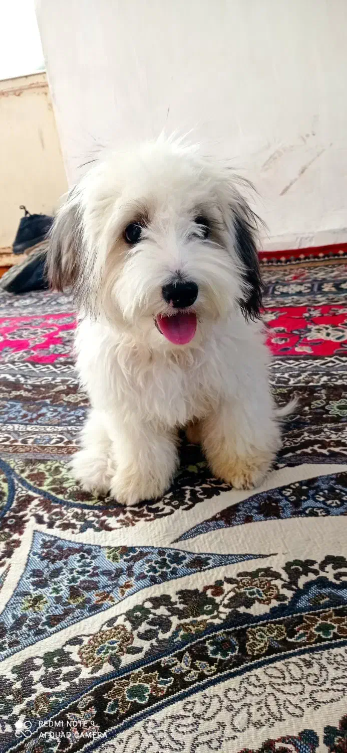 سگ شیتزو|سگ|کرمان, |دیوار