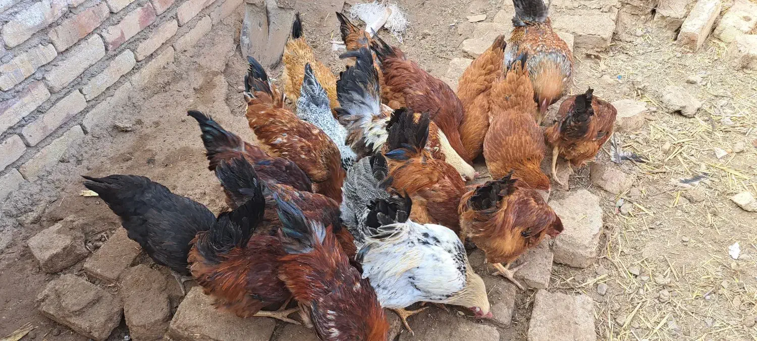 مرغ وخروس|حیوانات مزرعه|بشاریات, |دیوار