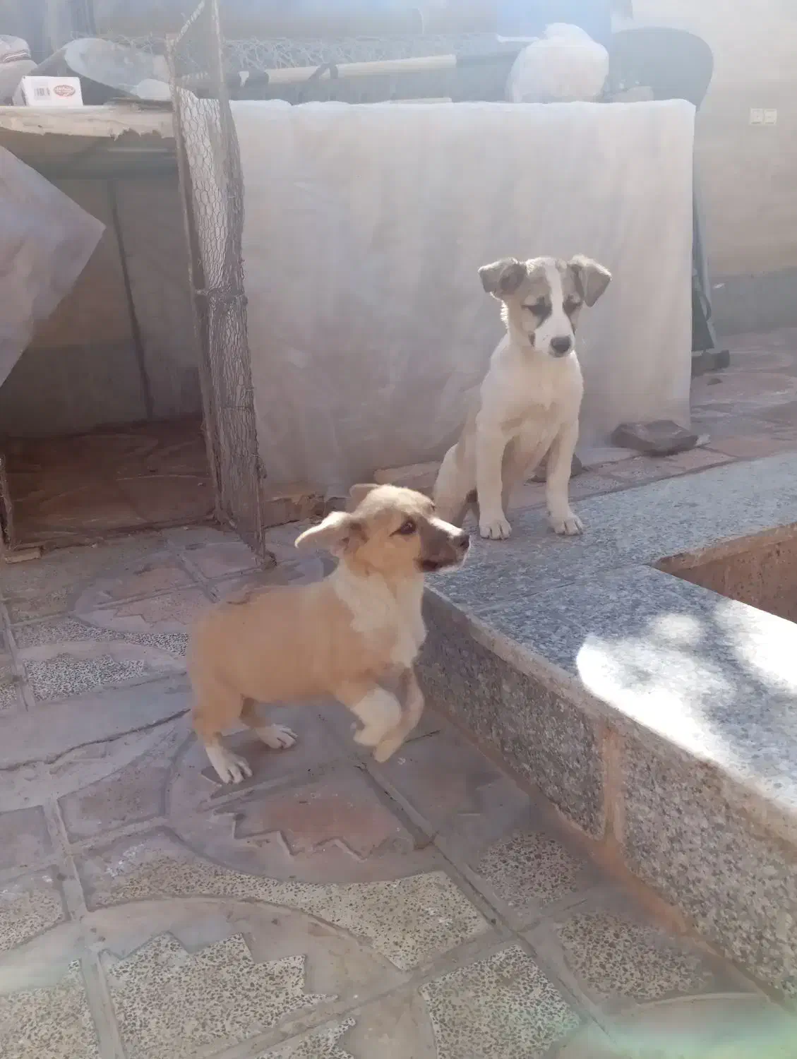 سگ شیتزو|سگ|کرمان, |دیوار