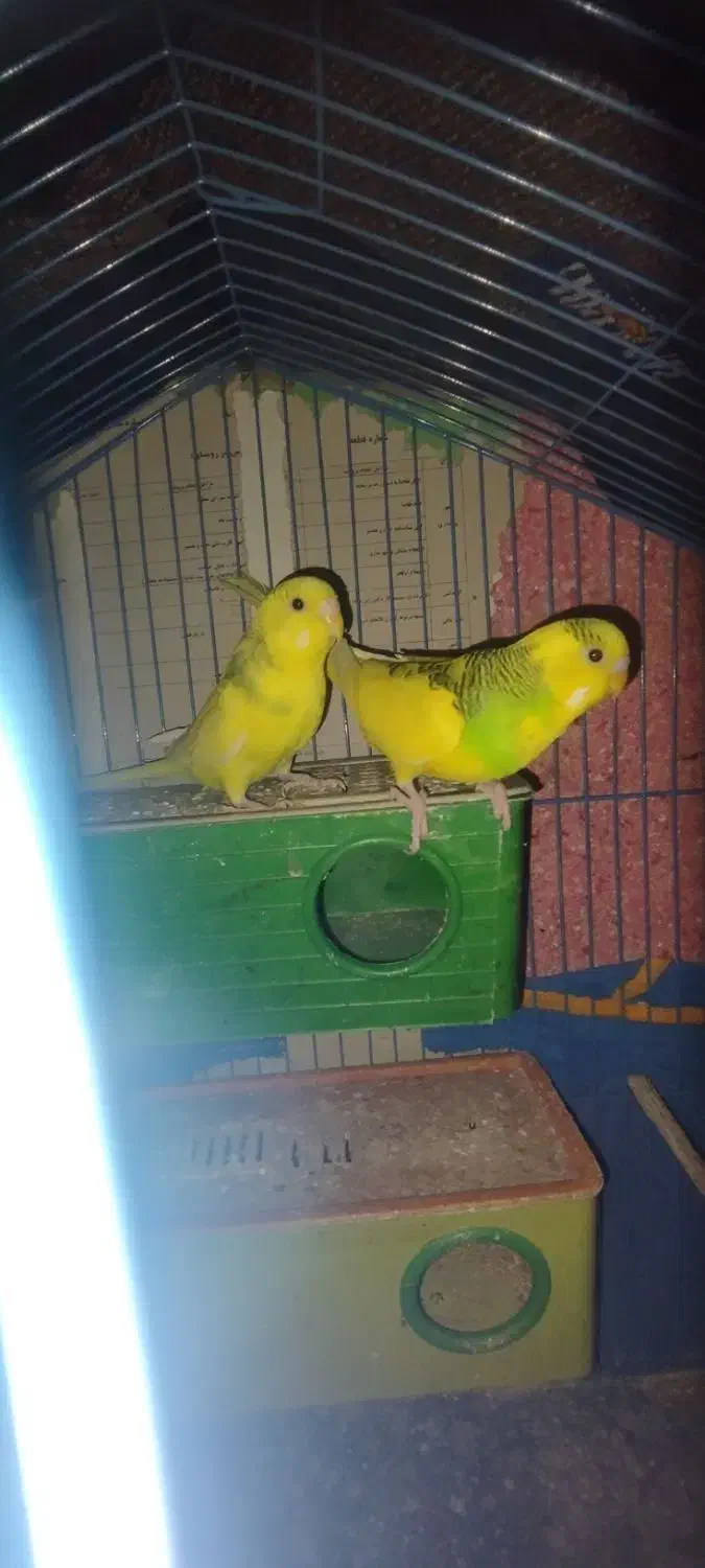 مرغ عشق|پرنده|ارزوئیه, |دیوار