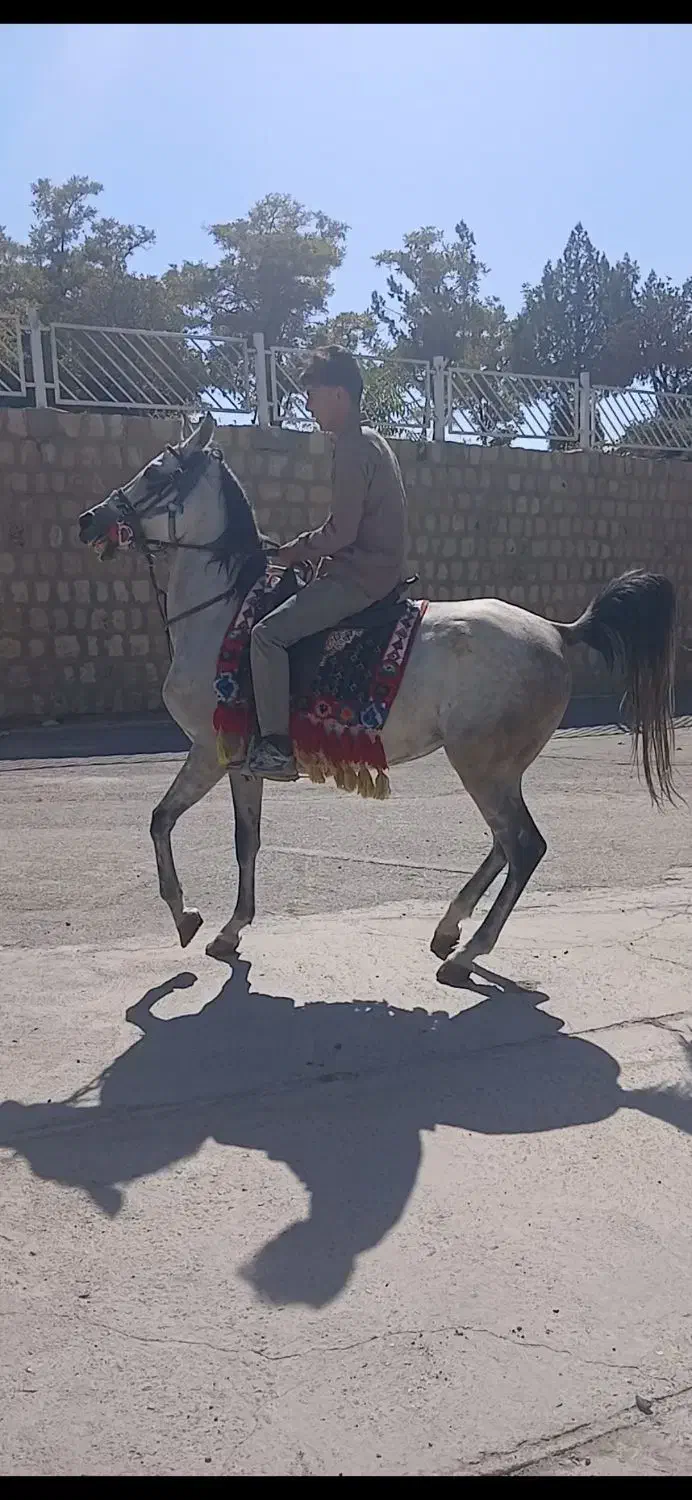 مادیان درشت سر دم گیر|اسب و تجهیزات اسب‌سواری|تهران, مولوی|دیوار