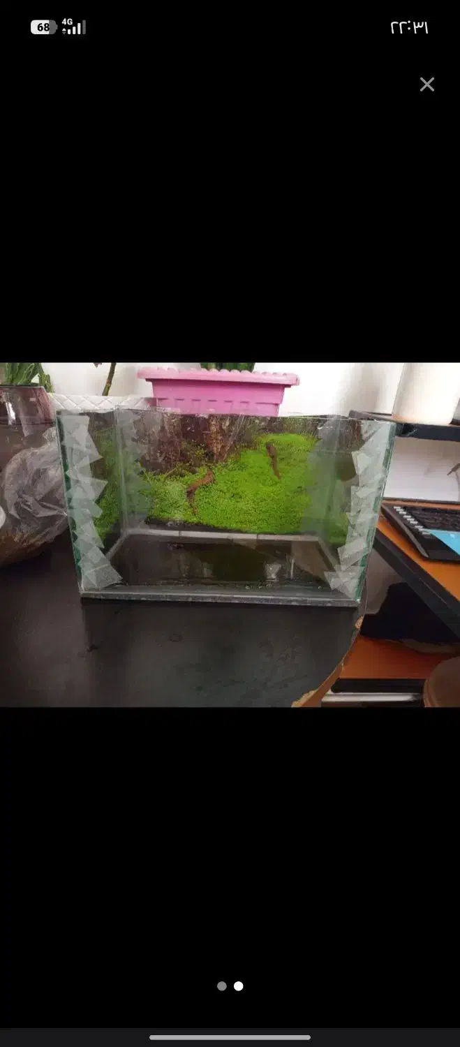 آکواریوم|ماهی|مرند, |دیوار