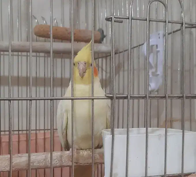 عروس هلندی|پرنده|تهران, وحیدیه|دیوار