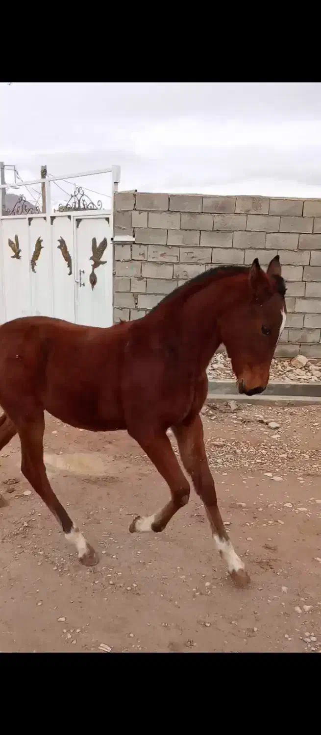 مادیون با کره|اسب و تجهیزات اسب‌سواری|لردگان, |دیوار