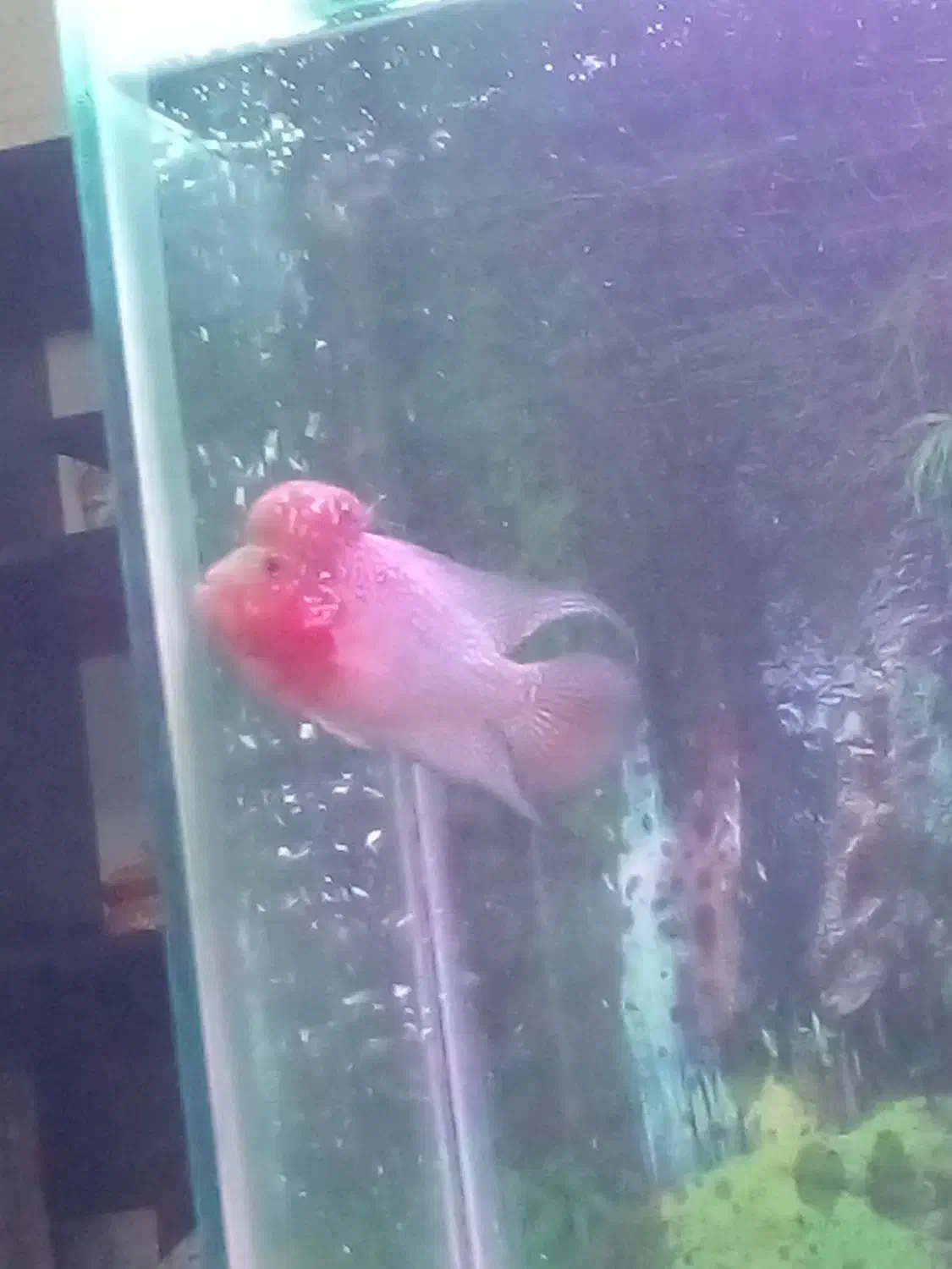 فلاور|ماهی|شیراز, کوشک میدان|دیوار