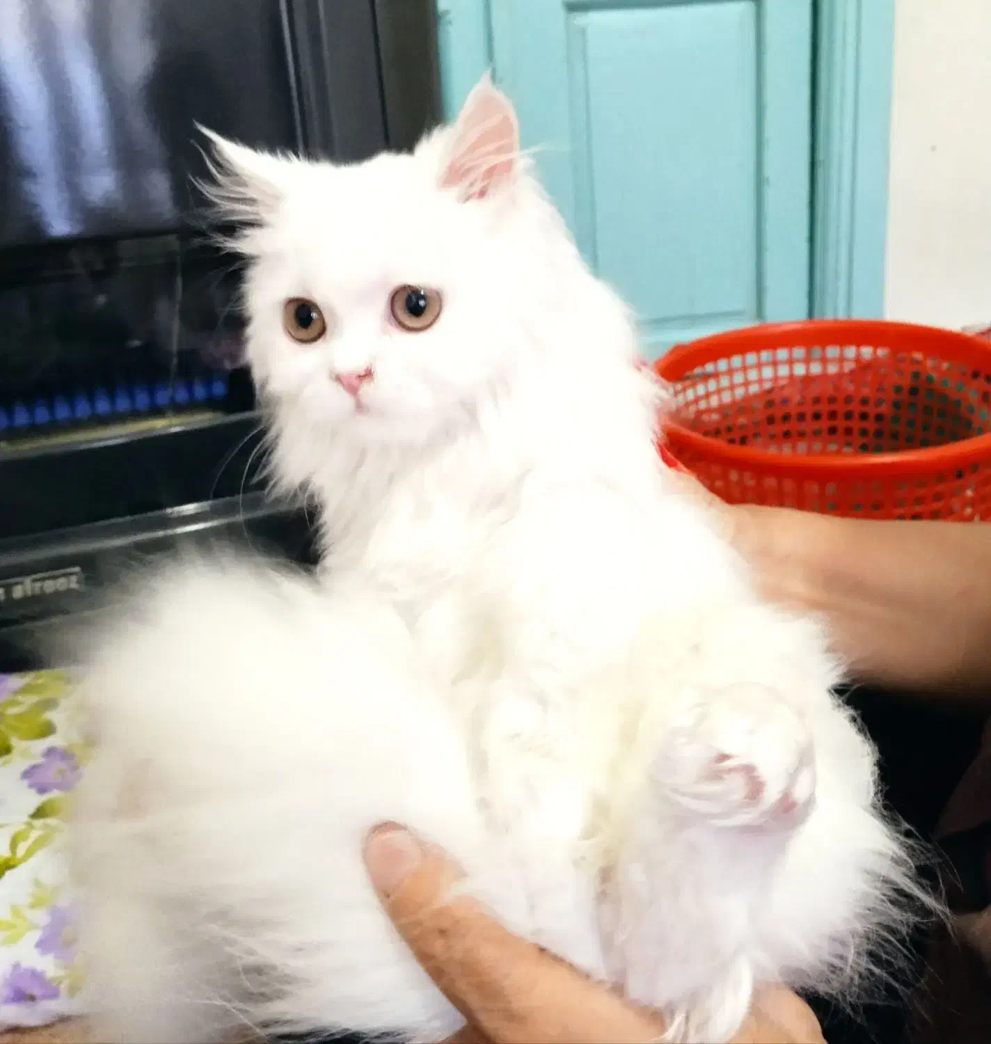 گربه  پرشین 10ماهه ساکت آروم|گربه|خوی, |دیوار