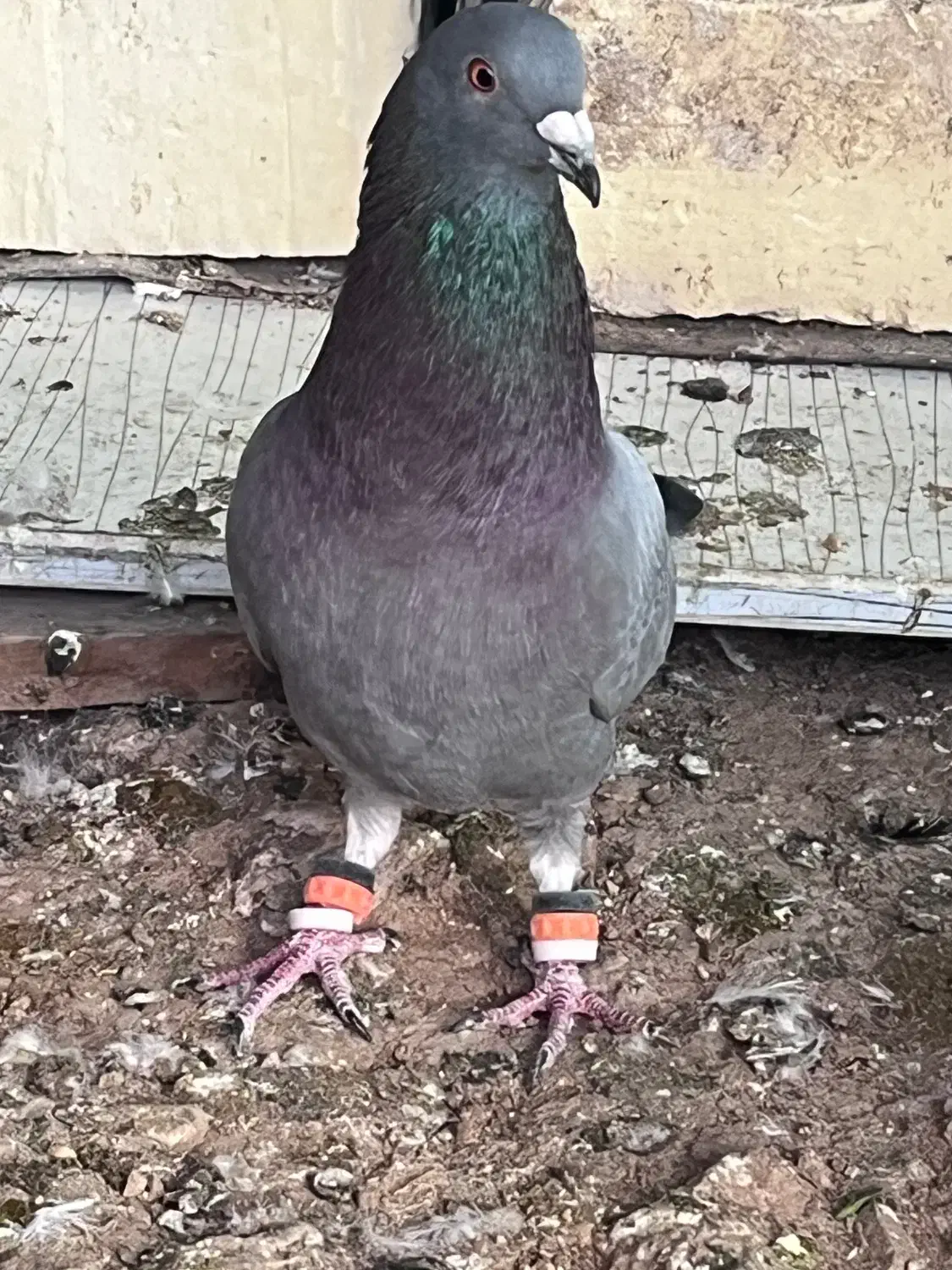 پرنده|پرنده|یاسوج, |دیوار