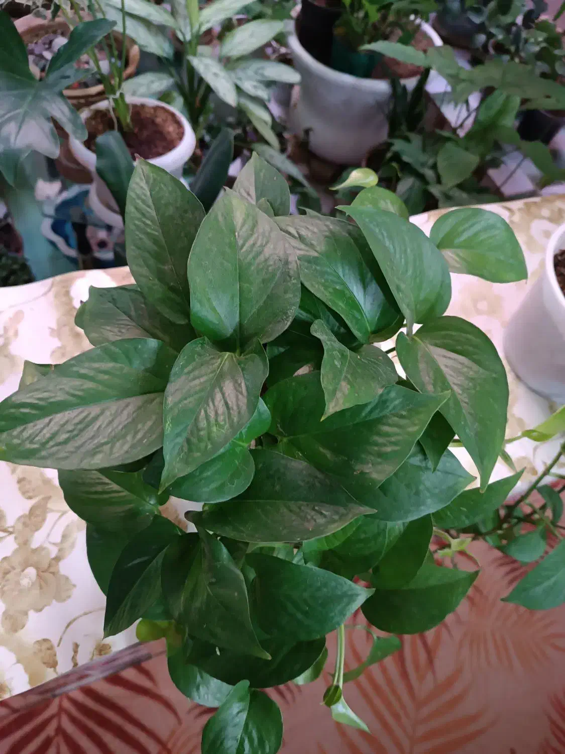 گل طبیعی|گل و گیاه طبیعی|خرم‌آباد, |دیوار