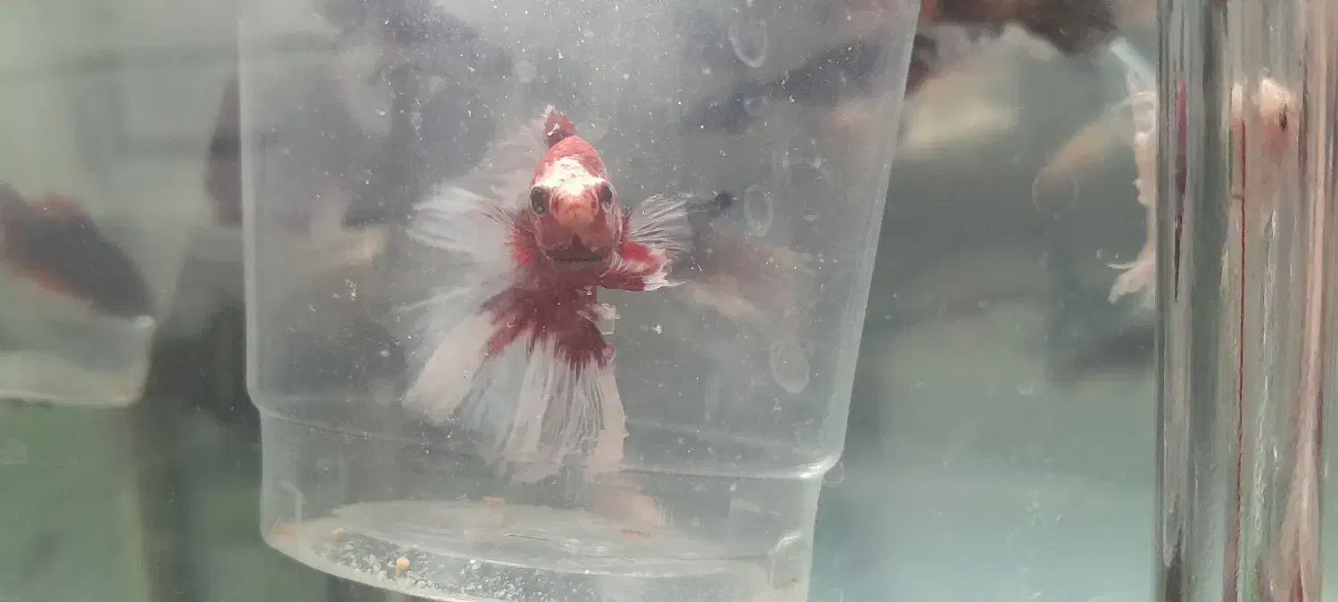 فایتر هافمون|ماهی|خرم‌آباد, |دیوار