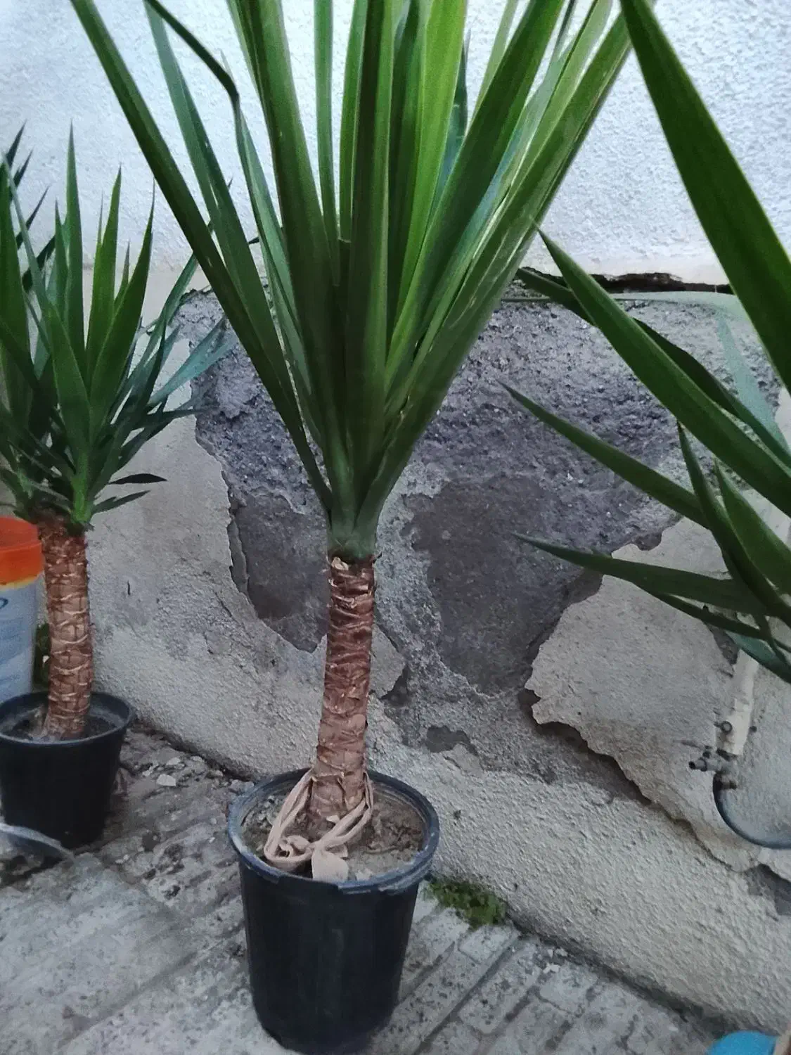 یوکا و بابا آدم قلبی|گل و گیاه طبیعی|آمل, |دیوار