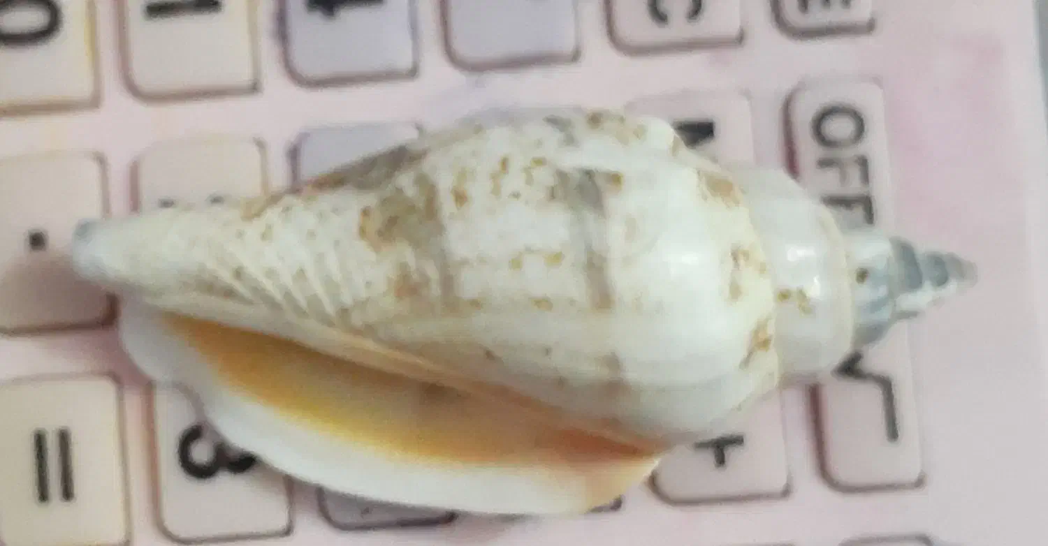 صدفهای بزرگ سنگی|صنایع دستی و سایر لوازم تزئینی|دماوند, مسکن مهر گیلاوند|دیوار