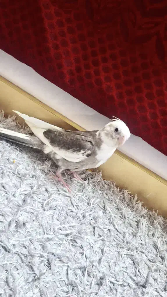 عروس هلندی نر|پرنده|شیراز, شهرک امیر کبیر|دیوار