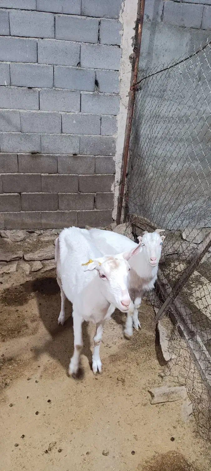 بز سانن|حیوانات مزرعه|همدان, |دیوار