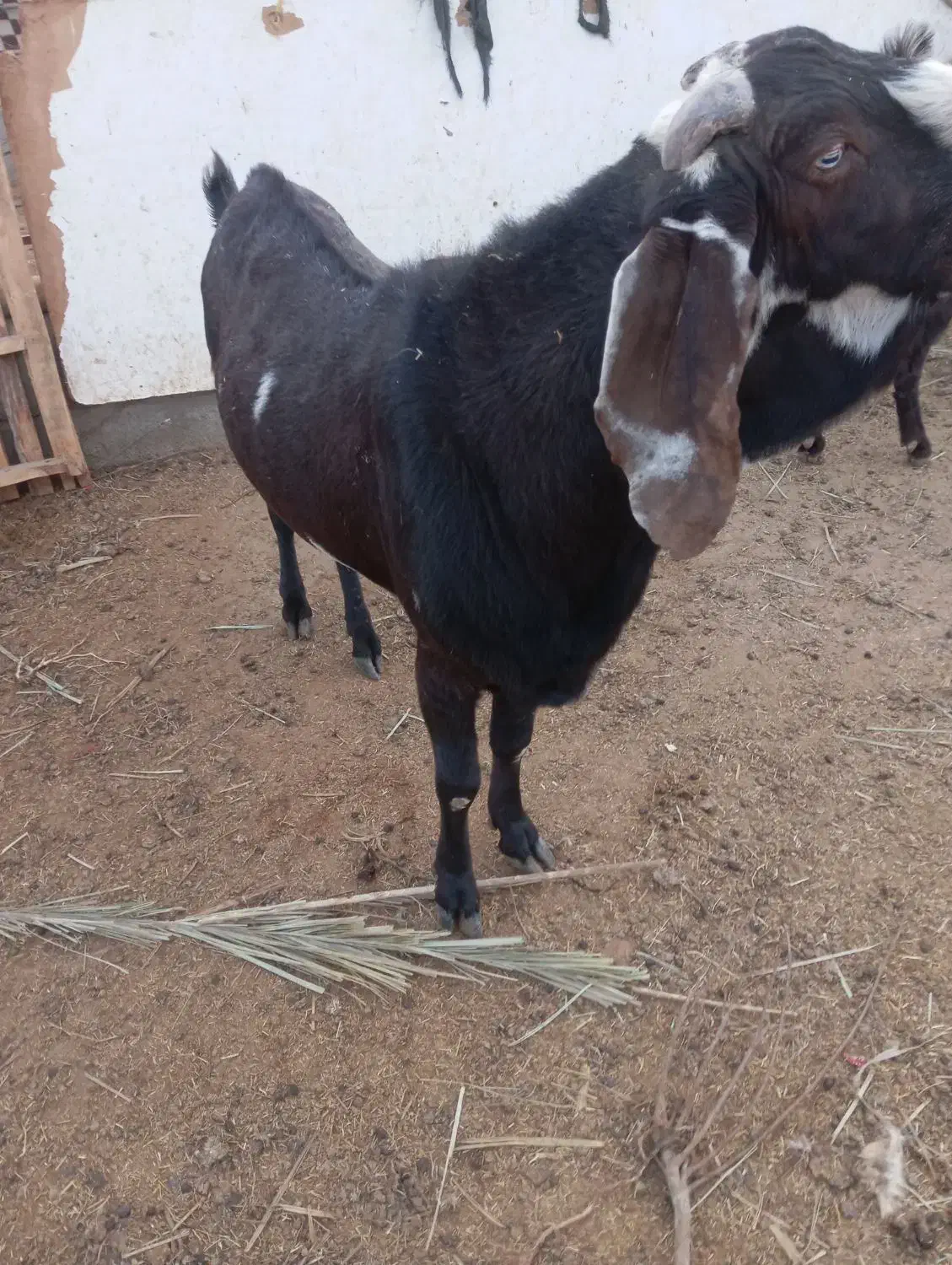 فروش پاجن پنجاب سانان قندوزی|حیوانات مزرعه|سراوان, |دیوار