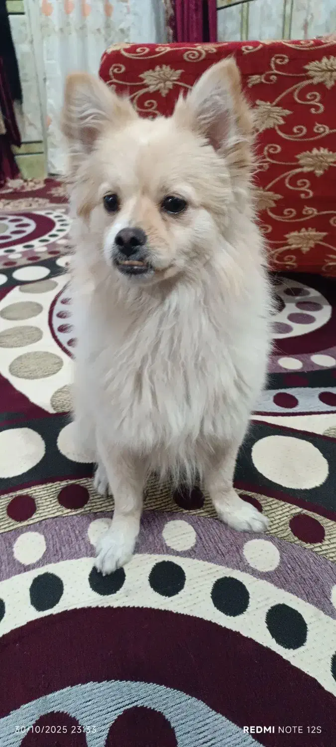 سگ باهوش و شناسنامه دار و واکسن زده|سگ|اهواز, کوی باهنر|دیوار