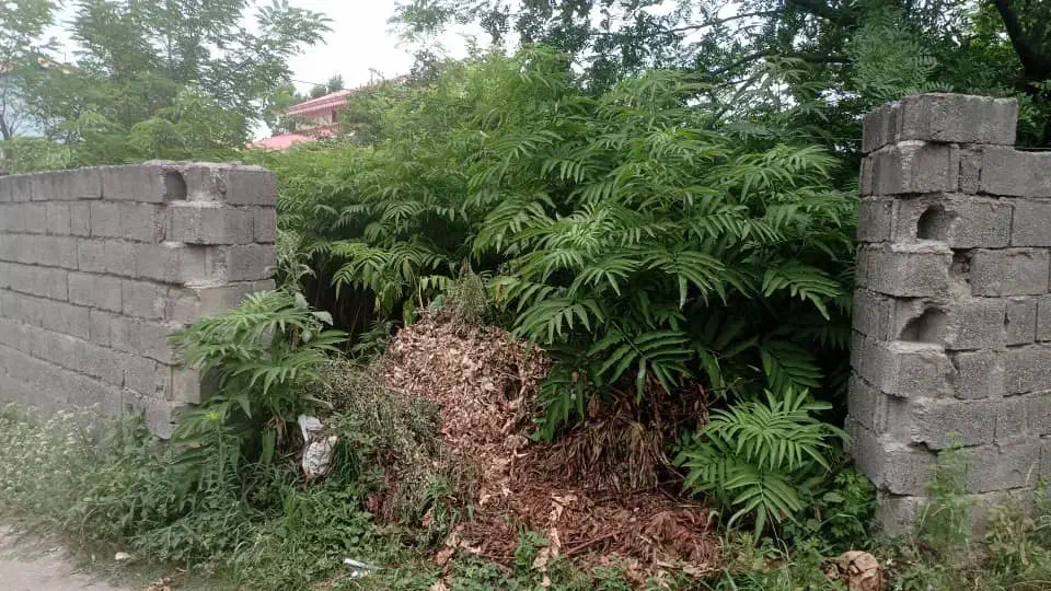 فروش فوری زمین ۲۰۰ متری تالش ( ترشابر )|فروش زمین و ملک کلنگی|تالش, هشتپر|دیوار