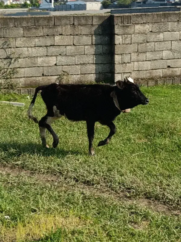 گوساله ماده گاو|حیوانات مزرعه|نوشهر, |دیوار