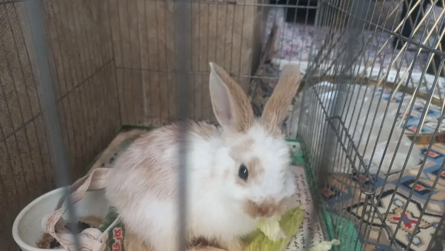 خرگوش|موش و خرگوش|رفسنجان, |دیوار